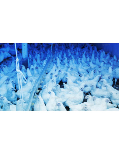 Azul Luz LED para aves de corral, 1300 Lúmenes...